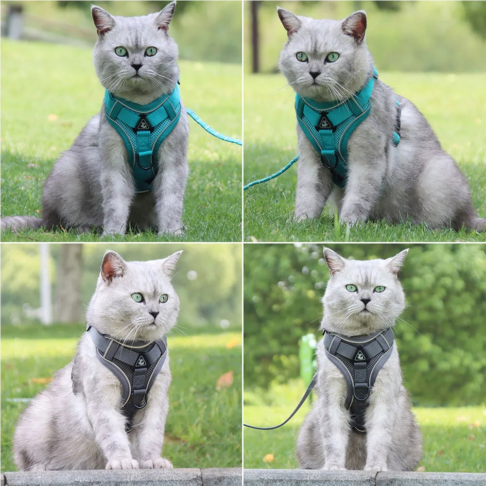 Set ham și lesă pentru câini mici — Bulldog, Pug, Pitbull