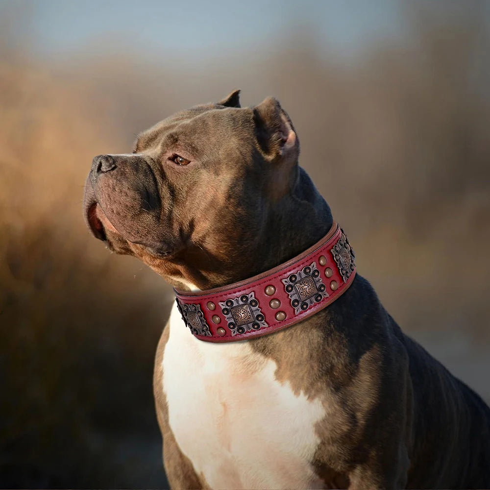 Zgarda caini mari piele naturala cu nituri Didog Pitbull Ciobanese German